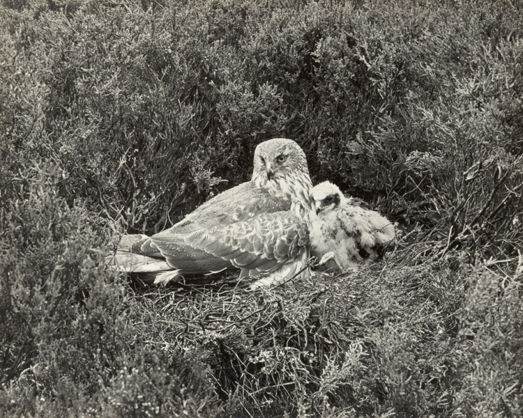HEN HARRIER'MOTHER & CHILD by Ian Thomson FRPS 1956